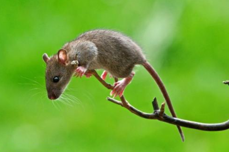 鼠類(lèi)防治